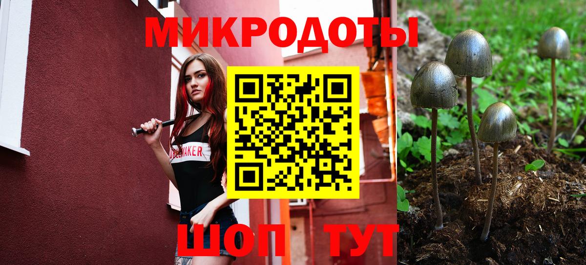 Псилоцибиновые грибы Psilocybe Будённовск